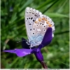 polyommat bellargus male3 don